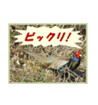 イロ鳥撮り2（個別スタンプ：2）