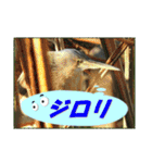 イロ鳥撮り2（個別スタンプ：4）