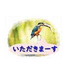 イロ鳥撮り2（個別スタンプ：5）