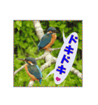 イロ鳥撮り2（個別スタンプ：6）
