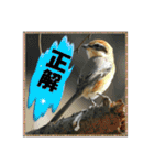 イロ鳥撮り2（個別スタンプ：7）