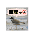 イロ鳥撮り2（個別スタンプ：8）