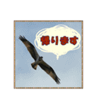 イロ鳥撮り2（個別スタンプ：10）