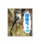 イロ鳥撮り2（個別スタンプ：11）