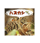 イロ鳥撮り2（個別スタンプ：13）