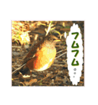 イロ鳥撮り2（個別スタンプ：14）