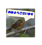 イロ鳥撮り2（個別スタンプ：15）