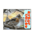 イロ鳥撮り2（個別スタンプ：16）