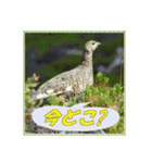 イロ鳥撮り2（個別スタンプ：17）