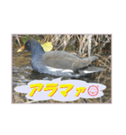 イロ鳥撮り2（個別スタンプ：18）