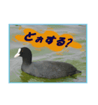 イロ鳥撮り2（個別スタンプ：19）