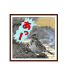 イロ鳥撮り2（個別スタンプ：20）