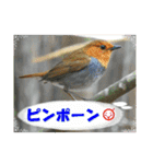 イロ鳥撮り2（個別スタンプ：21）