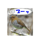 イロ鳥撮り2（個別スタンプ：22）
