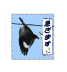 イロ鳥撮り2（個別スタンプ：23）
