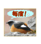 イロ鳥撮り2（個別スタンプ：24）