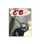イロ鳥撮り2（個別スタンプ：25）