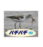 イロ鳥撮り2（個別スタンプ：27）