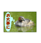 イロ鳥撮り2（個別スタンプ：28）