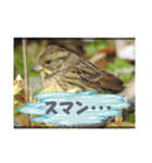 イロ鳥撮り2（個別スタンプ：29）