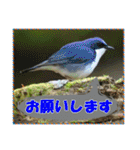 イロ鳥撮り2（個別スタンプ：30）