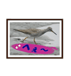 イロ鳥撮り2（個別スタンプ：31）