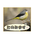 イロ鳥撮り2（個別スタンプ：32）