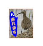 イロ鳥撮り2（個別スタンプ：34）