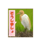 イロ鳥撮り2（個別スタンプ：35）