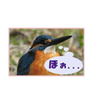 イロ鳥撮り2（個別スタンプ：37）