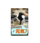 イロ鳥撮り2（個別スタンプ：38）