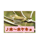 イロ鳥撮り2（個別スタンプ：39）
