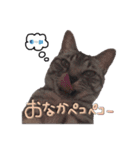 犬と猫 :)my fam（個別スタンプ：2）