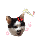 犬と猫 :)my fam（個別スタンプ：6）