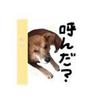 犬と猫 :)my fam（個別スタンプ：8）