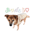 犬と猫 :)my fam（個別スタンプ：9）
