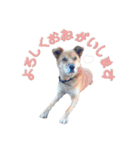 犬と猫 :)my fam（個別スタンプ：11）