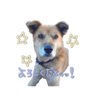 犬と猫 :)my fam（個別スタンプ：13）
