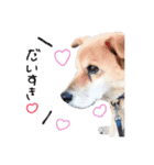 犬と猫 :)my fam（個別スタンプ：14）