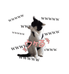 犬と猫 :)my fam（個別スタンプ：16）