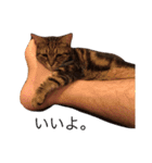 猫ズスタンプ①（個別スタンプ：2）