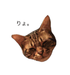 猫ズスタンプ①（個別スタンプ：6）