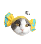 猫ズスタンプ①（個別スタンプ：7）