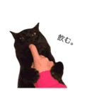 猫ズスタンプ①（個別スタンプ：10）