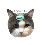 猫ズスタンプ①（個別スタンプ：11）