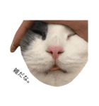 猫ズスタンプ①（個別スタンプ：12）