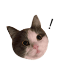 猫ズスタンプ①（個別スタンプ：14）