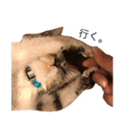 猫ズスタンプ①（個別スタンプ：15）