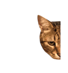 猫ズスタンプ①（個別スタンプ：16）