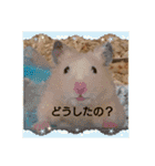 クマ太郎スタンプ日常会話修正版0607（個別スタンプ：3）